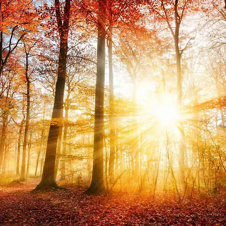 With Private Sauna On The Veluwe With Cold Water Tub Bath * Putten