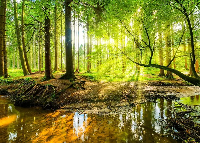 With Private Sauna On The Veluwe With Cold Water Tub Bath Lägenhet Putten