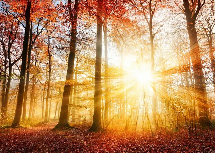 With Private Sauna On The Veluwe With Cold Water Tub Bath * Putten